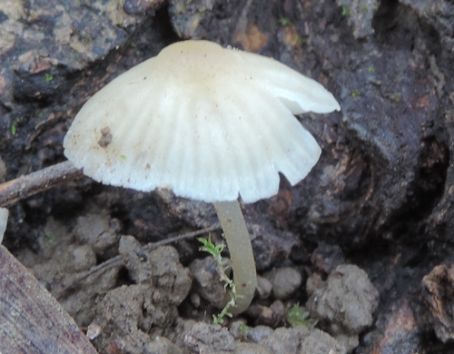 Piccolo e trsparente